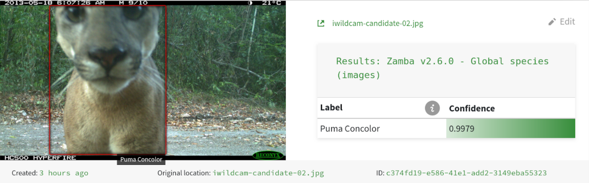 Screenshot of Zamba Cloud showing a camera trap image on the left with the marked classification of a Puma on the right.