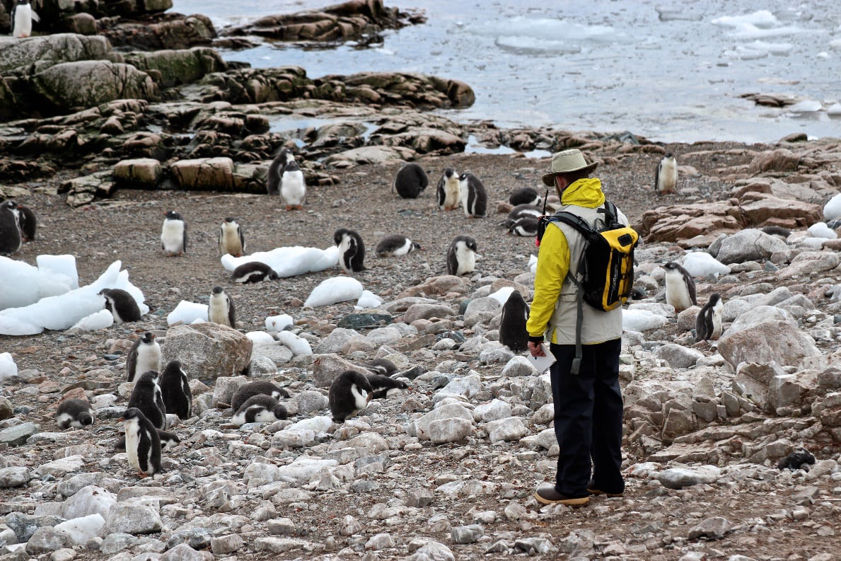 A lone human looks over a sea of penguins